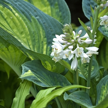 Hosta 'Simply Sharon' 