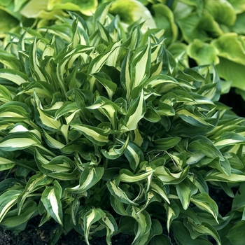 Hosta 'Little Caesar' 