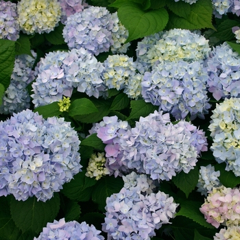 Hydrangea macrophylla 'Bailmer' 