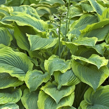 Hosta 'Satisfaction' 