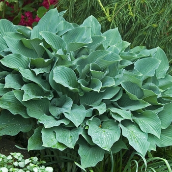 Hosta 'Krossa Regal' (041668)