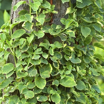 Hydrangea anomala petiolaris 'Miranda' 