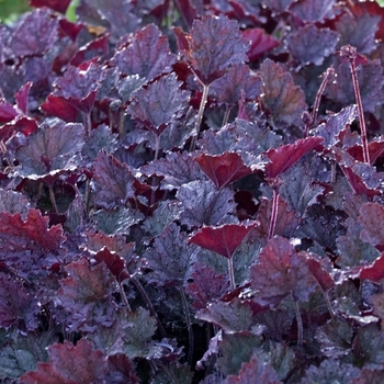 Heuchera 'Frosted Violet' 