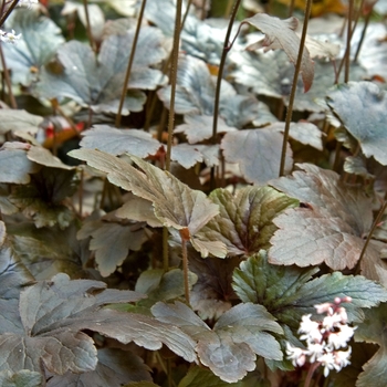 Heucherella 'Chocolate Lace' 13701