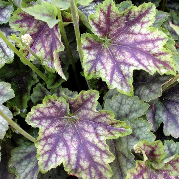 Heucherella 'Heart of Darkness' 14489