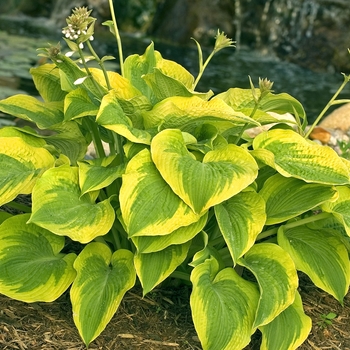 Hosta 'Climax' 