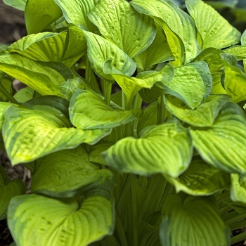 Hosta 'Lunar Orbit' 