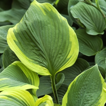 Hosta 'Jewel of the Nile' 