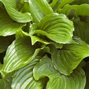 Hosta 'Lakeside Coal Miner' 