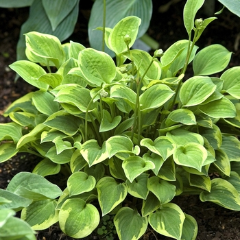 Hosta 'Hope' 