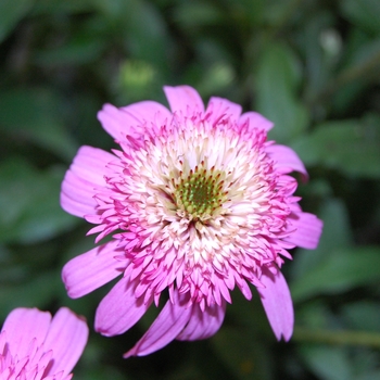 Echinacea purpurea 'Pink Double Delight' 