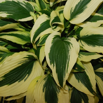 Hosta 'Ice Follies' PPAF