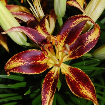 Lilium asiaticum 'Tiny Sensation' 17.617000000000001