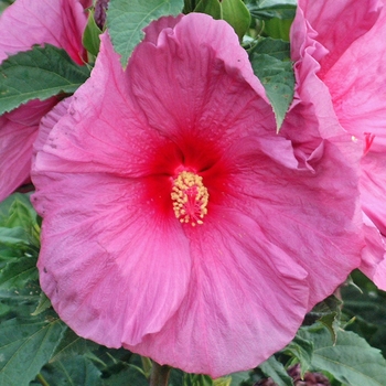 Hibiscus 'Fantasia' 