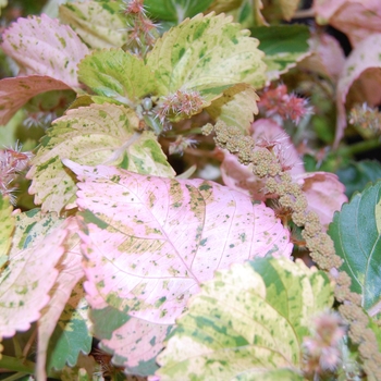 Acalypha wilkesiana 'Tiki Peach Whirl'