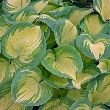 Hosta 'Great Expectations' 