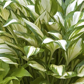 Hosta 'Sea Thunder' 