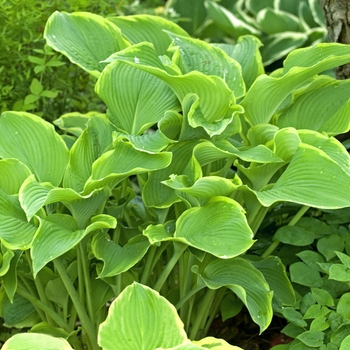 Hosta 'Abba Dabba do' 