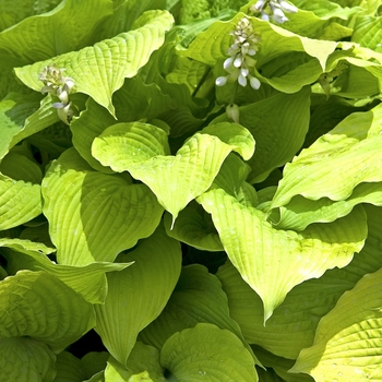 Hosta 'Jimmy Crack Corn' 