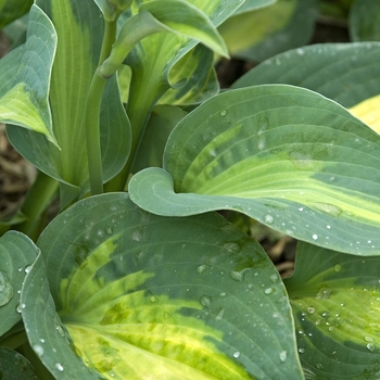 Hosta 'Saint Paul' 