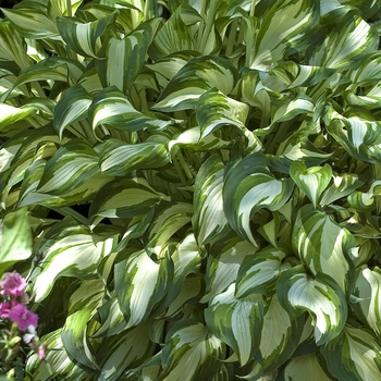 Hosta undulata 'Mediopicta' 