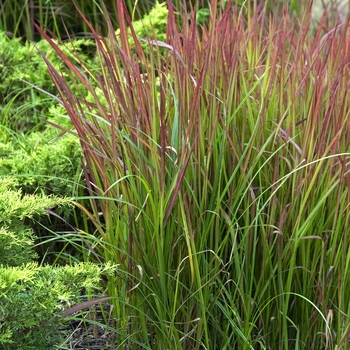 Imperata cylindrica 'Red Baron' 