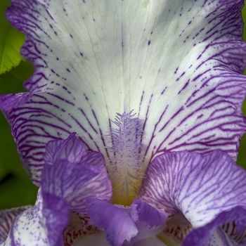 Iris germanica 'Autumn Circus'