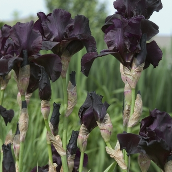 Iris germanica 'Before the Storm'