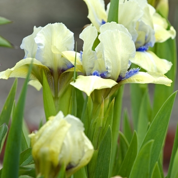 Iris germanica 'Sarah Taylor' 
