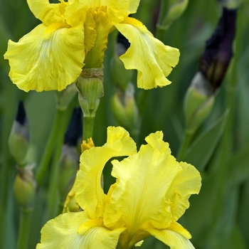 Iris germanica 'Harvest Of Memories' 