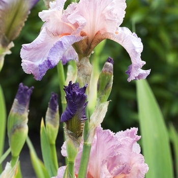 Iris germanica 'Jennifer Rebecca' 