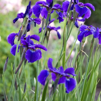 Iris sibirica 'Caesar's Brother' 