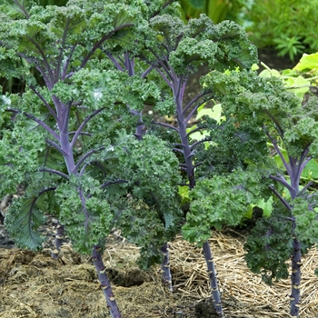 Brassica '' (041827)