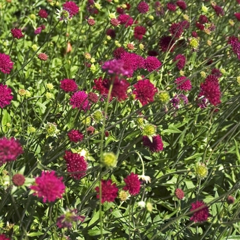 Knautia macedonica 