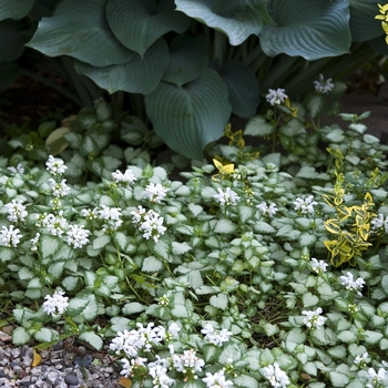 Lamium maculatum 'White Nancy'