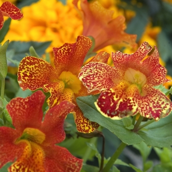 Mimulus 'Magic Flame' 