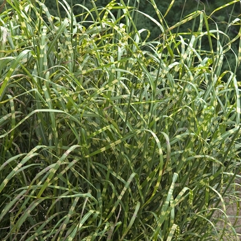 Miscanthus sinensis 'Super Stripe' 8161