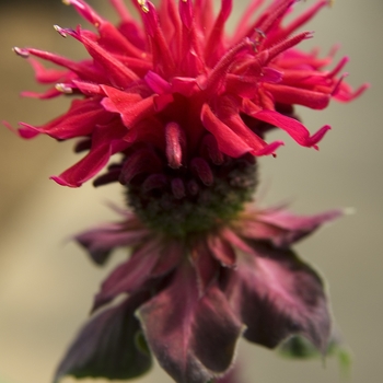 Monarda didyma 'Fireball'