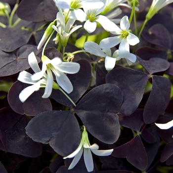 Oxalis Charmed® 'Velvet'