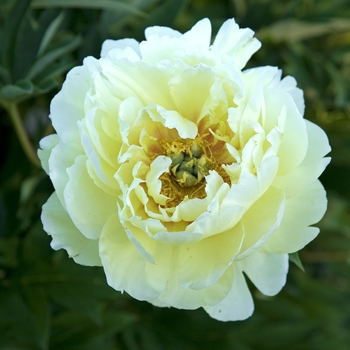 Paeonia 'Bartzella'