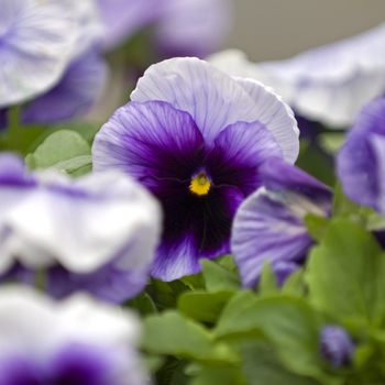 Viola x wittrockiana 'Beaconsfield' 