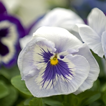 Viola x wittrockiana 'Blueberry' 