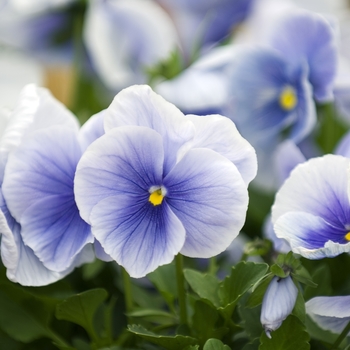 Viola x wittrockiana 'Glory Dancer Silver Blue' 