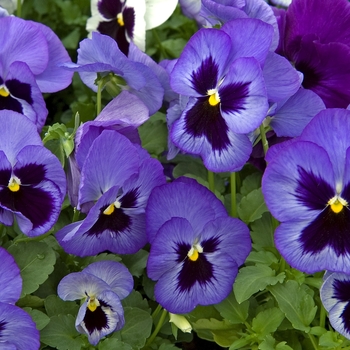 Viola x wittrockiana 'Ocean Breeze Mix' 