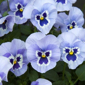 Viola x wittrockiana 'Marina' 