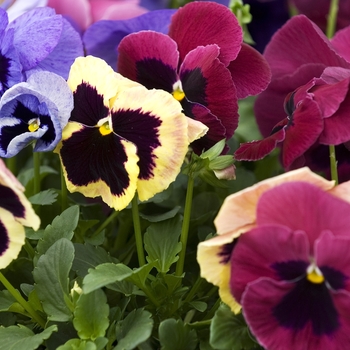 Viola x wittrockiana 'Coastal Sunrise Mix' 