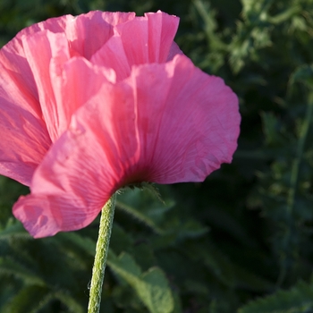 Papaver 'Burning Heart' 