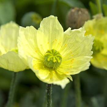 Papaver miyabeanum 'Pacino' 