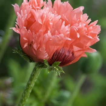 Papaver orientale 'Pink Ruffles'