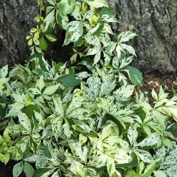 Parthenocissus quinquefolia 'Variegata'